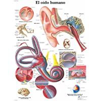 Los mejores  - 3B Scientific VR3243UU Impreso en Papel- El Oído Humano